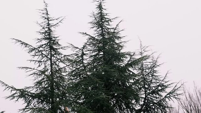 nieve en copas de pino