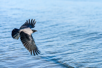 Nebelkrähe, Ostsee-Krähe im Flug über das Wasser von oben 