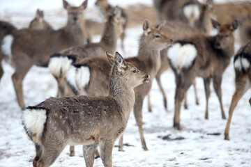 Deer and hind in winter, Lithuania