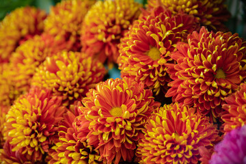 Photos of red and orange flowers in the center