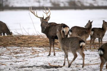 Deer and hind in winter, Lithuania