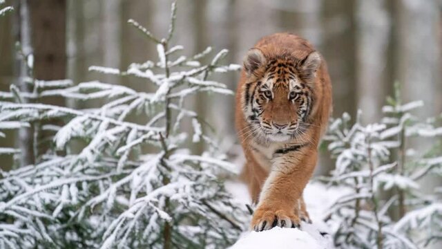 Tiger in wild winter nature on a snowy tree trunk. Dangerous animal walking towards the camera. Panthera tigris altaica.