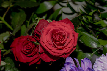 Photo of a red rose in the center with petals