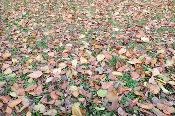 Colorful autumn leaves on the ground. Falling leaves natural background. Selective focus area of leaves.