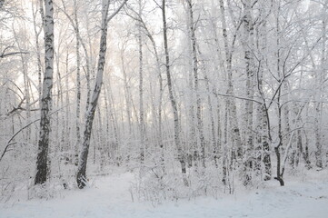 snow covered birches in winter