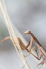 Mante Religieuse 