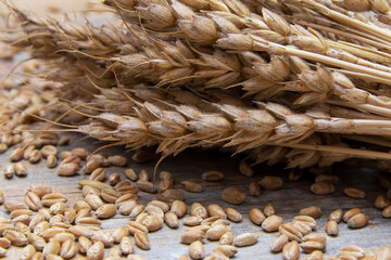 Wheat. Cereals, grains and ears of wheat. Whole Grain Wheat Kernels Closeup.