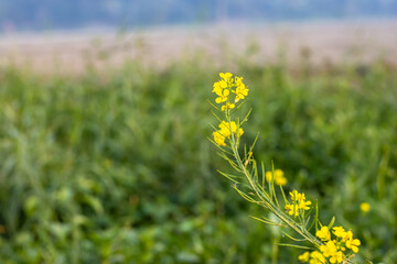 Close view if a mustard branch or mustard flower with a soft blurry background