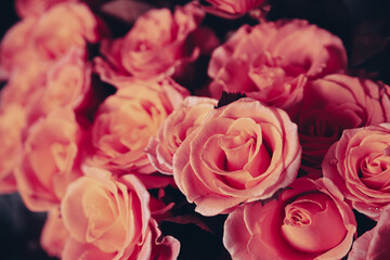 Photo of red and white rose with green petals