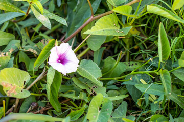 Ipomoea carnea or pink morning glory bloomed flower with green leaves