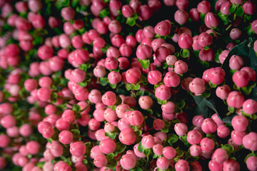 Photo of red and white flower with green petals