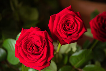 Photo of a red rose in the center with petals