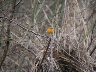 robin in winter