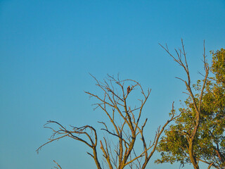 Hawk in Tree Top: A cooper's hawk bird of prey is perched high in a dead tree on an autumn morning with a clear blue sky
