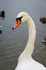 White swan on the water close up