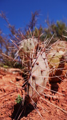 cactus in the desert