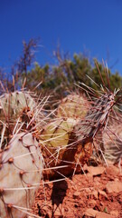 cactus in the desert