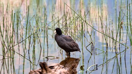 An American Coot at Emarald Lake in BC, Canada