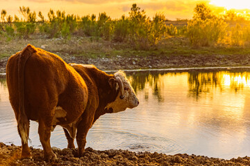 Bull by the Pond