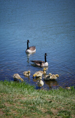 country goose family