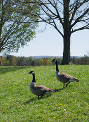 country goose on the grass