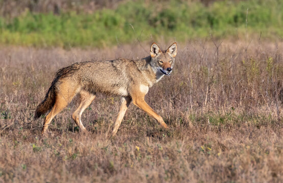 Coyote (Canis latrans), a presumable natural hybrid with red wolf (Canis rufus) in a wet meadow, Galveston, Texas, USA.