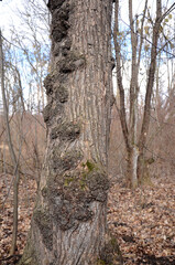 A large burr or burl on the trunk of a birch in the forest.
