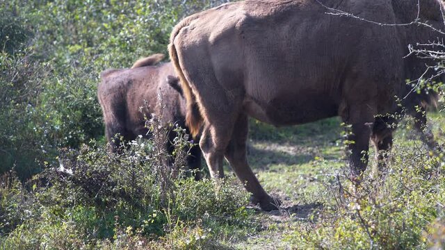 European bison bonasus calf trying to suckle from its mother, Czechia.