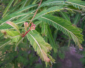 fir tree branch, foliage leaves plant growing in garden, nature photography