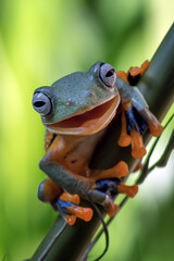 Green flying frog sitting on bamboo branch