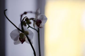 Blooming orhid flowers Phalaenopsis white colors blossoming close up. Beautiful pistil of an orchid. Flora of the house, close-up of blooming orchids. A beautiful plant at home. Home flowers and