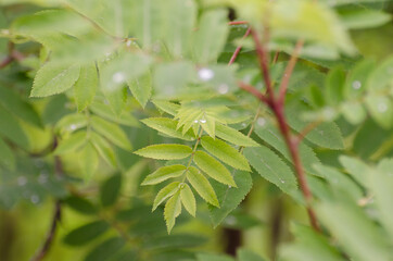 Spring leaves of the rowan in the light of the morning sun in the forest. Rowan blossoms. Rowan flowers on a tree among green leaves.