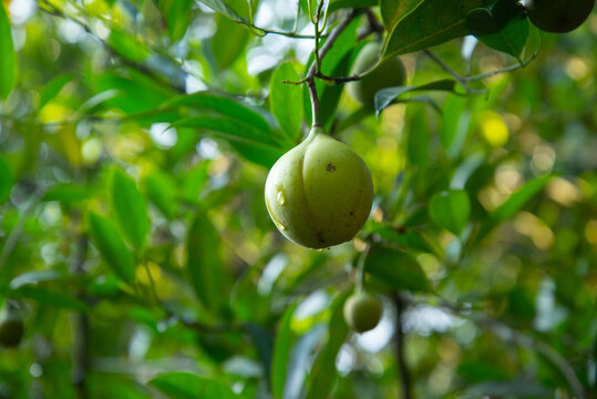 Yellow nutmeg fruit growing on a tree with water droplet running over surface of skin, Nature photography, Macro photography