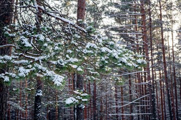 winter day in the forest