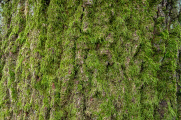 Bark of an old tree covered with moss. High quality photo