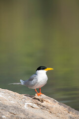 A River Tern sitting on a boulder in the middle of Cauvery river inside Ranganathittu Bird Sanctuary during a boat ride