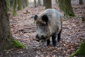Sus scrofa. The wild nature of the Czech Republic. Free nature. Picture of an animal in nature. Beautiful picture. Animal in the woods. Deep forest. Mysterious Forest. Wild. From animal life. Wild boa