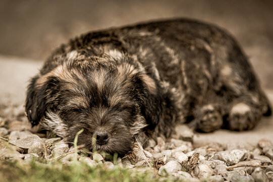 A selective focus shot of an adorable sleeping schnauzer puppy