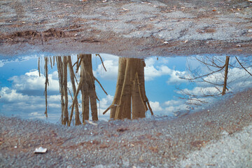Trees reflected in a puddle