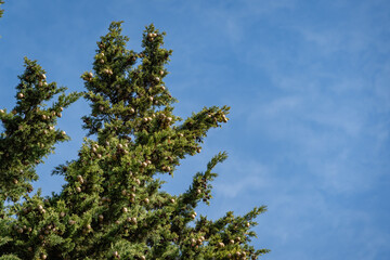 Branch of Mediterranean cypress with round brown cones seeds against blurred green background. Cupressus sempervirens, Italian cypress or pencil pine in Sochi city park Soft selective focus