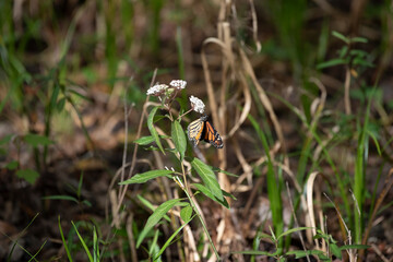 Monarch Butterfly on a Flower