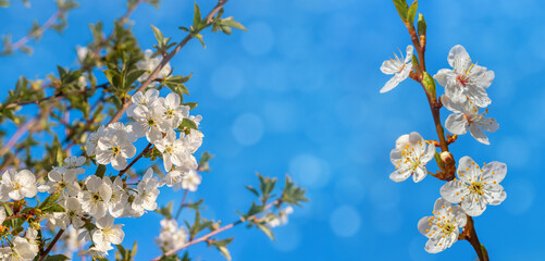 Spring background with cherry flowers on a background of blue sky, panorama