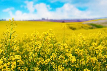 Yellow rapeseed flowers in the field, rural landscape