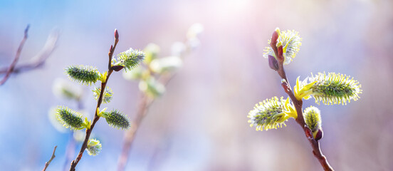 Willow branches with catkins on a blurred background in sunlight, panorama