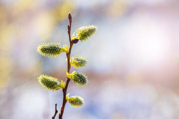 Fototapeta premium Willow branches with catkins on a blurred background in sunlight