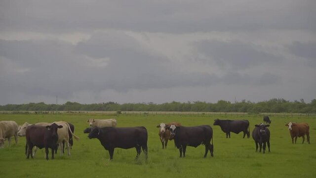 Wide shot of cows grazing in a field with a stormy gray sky in 59.94p
