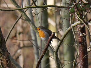 robin in winter