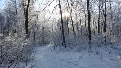 foresty forest