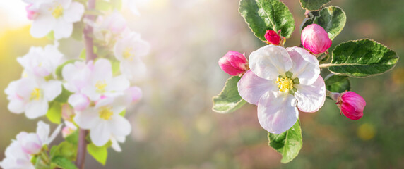 Fototapeta na wymiar Spring background with apple blossoms on a sunny day, panorama