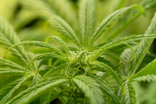 Detail of a Northern Light Cannabis Autoflowering